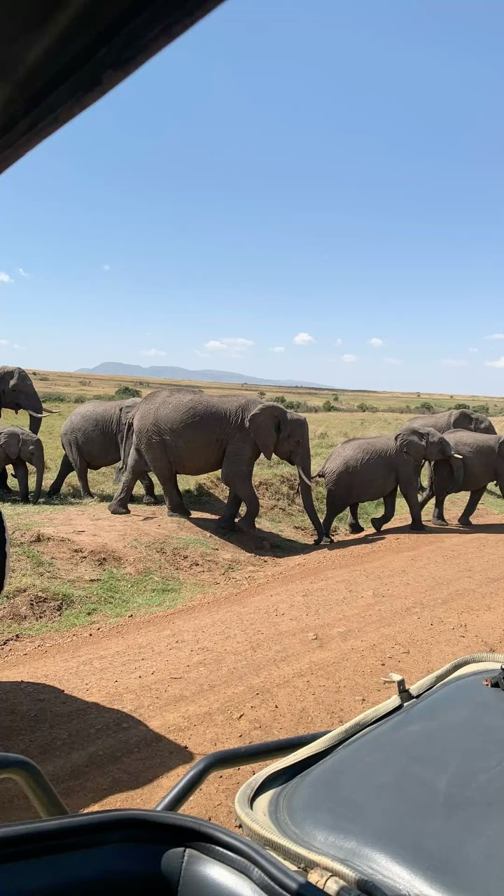 Tanzania safari moment