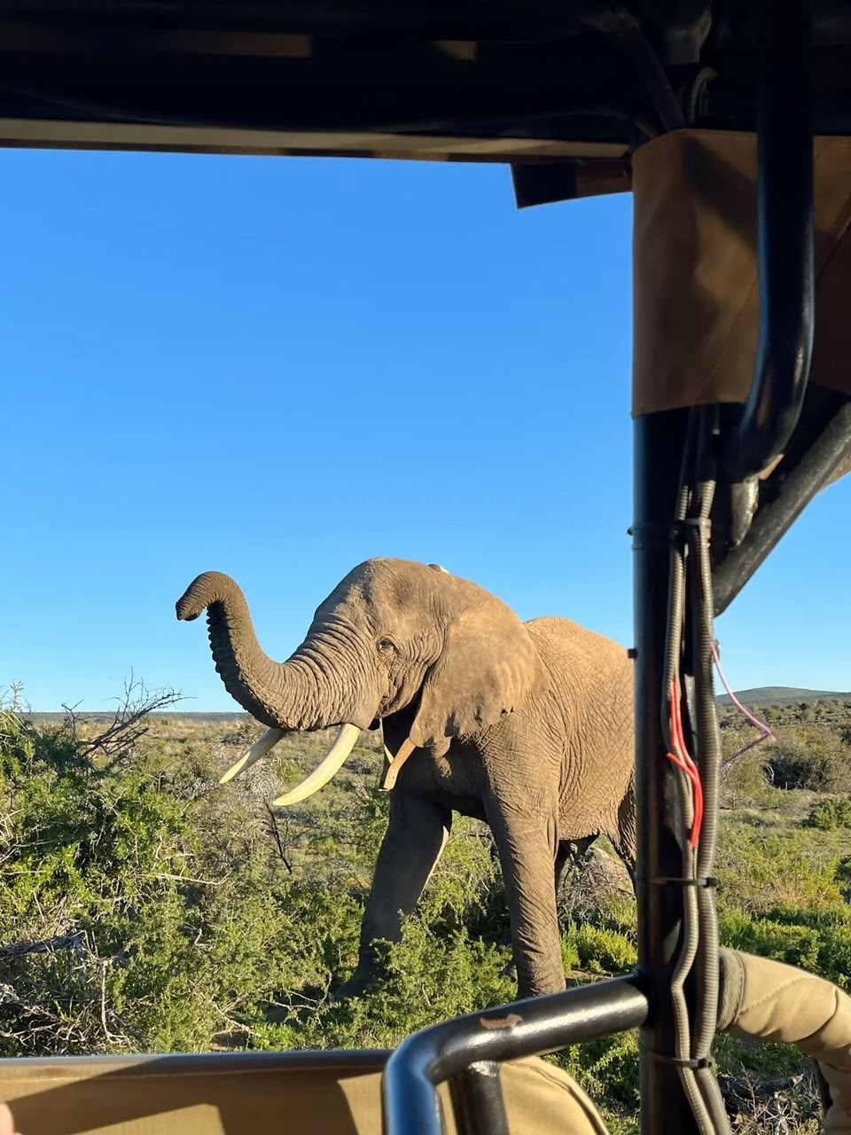 Tanzania safari moment